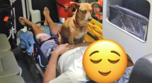 Cão ‘caramelo’ entra em ambulância e acompanha tutor até hospital